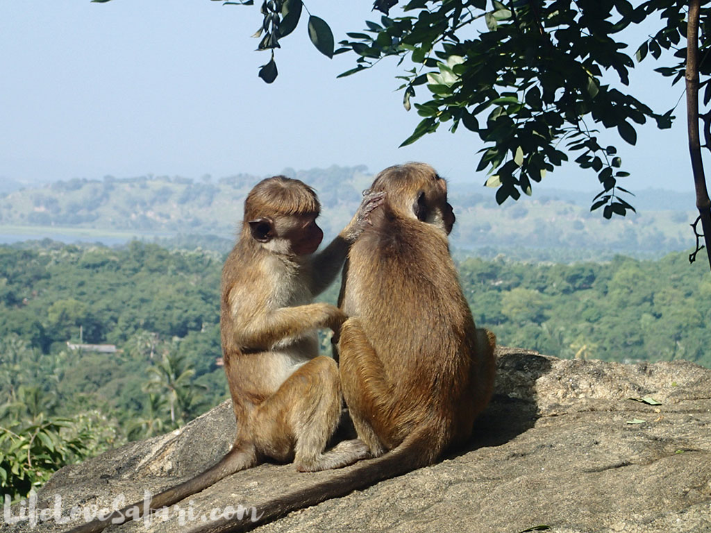 Toque macaque